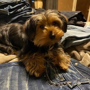 Meet your Posher, Mistey